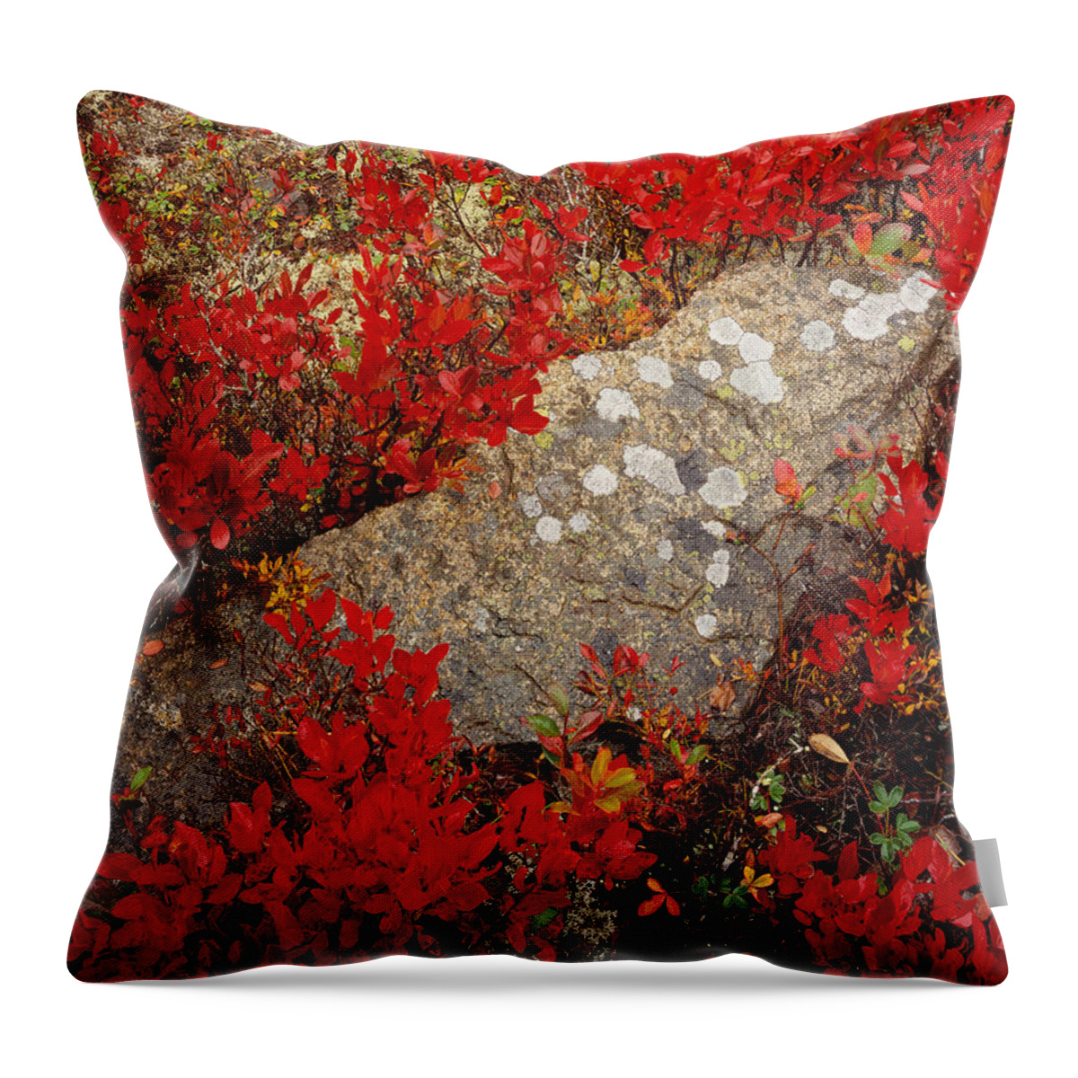 Maine Throw Pillow featuring the photograph Fall Blueberries and Moss-H by Tom Daniel
