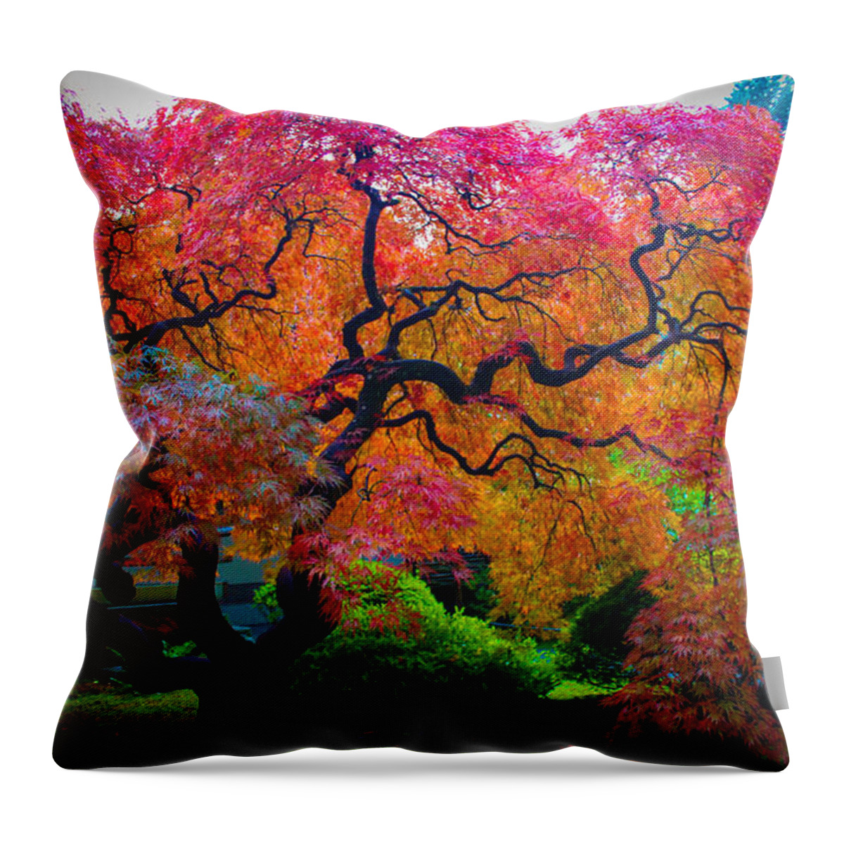 Japanese Maple Throw Pillow featuring the photograph Fall Crowning Glory by Patricia Babbitt