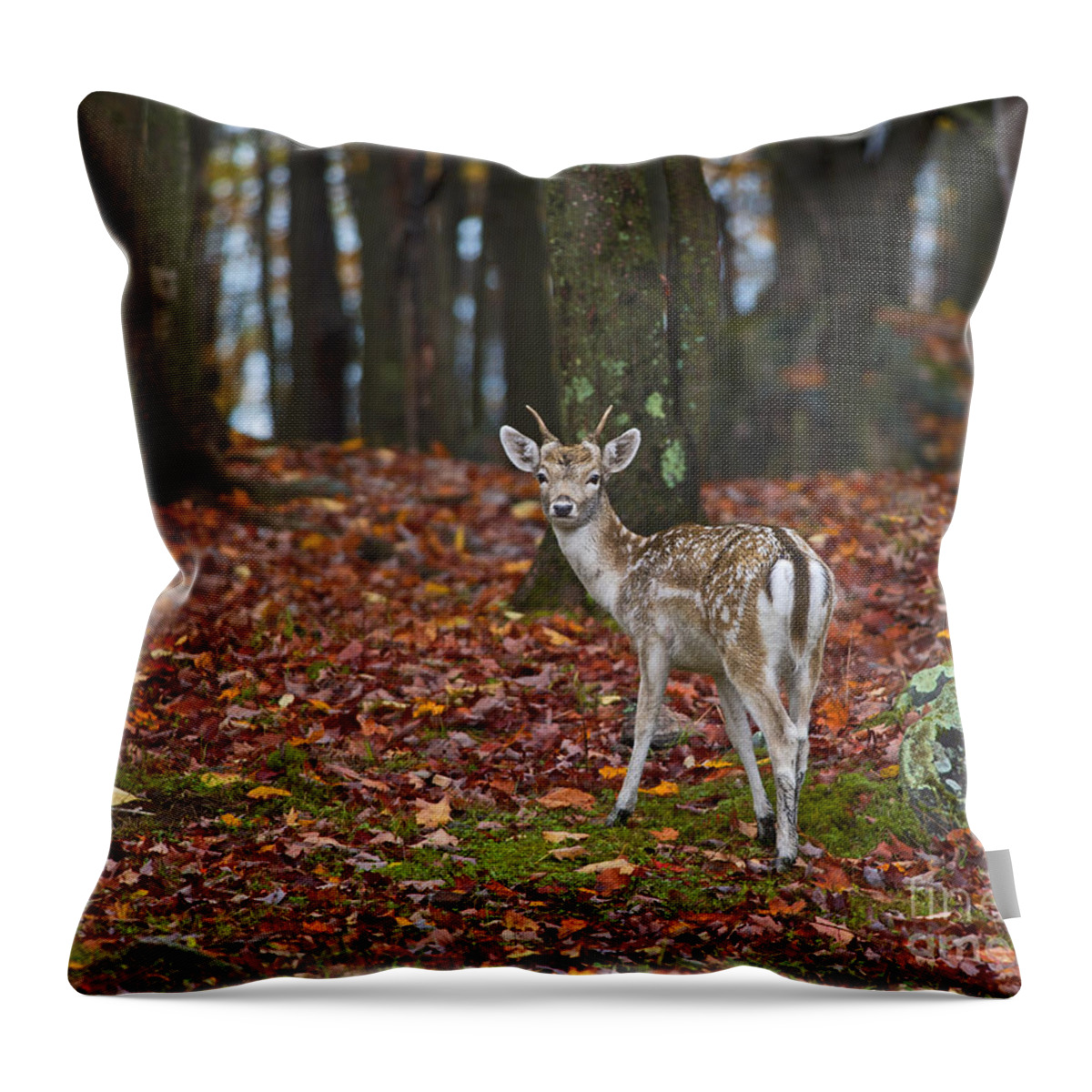 Nina Stavlund Throw Pillow featuring the photograph Fall Fairytale.. by Nina Stavlund