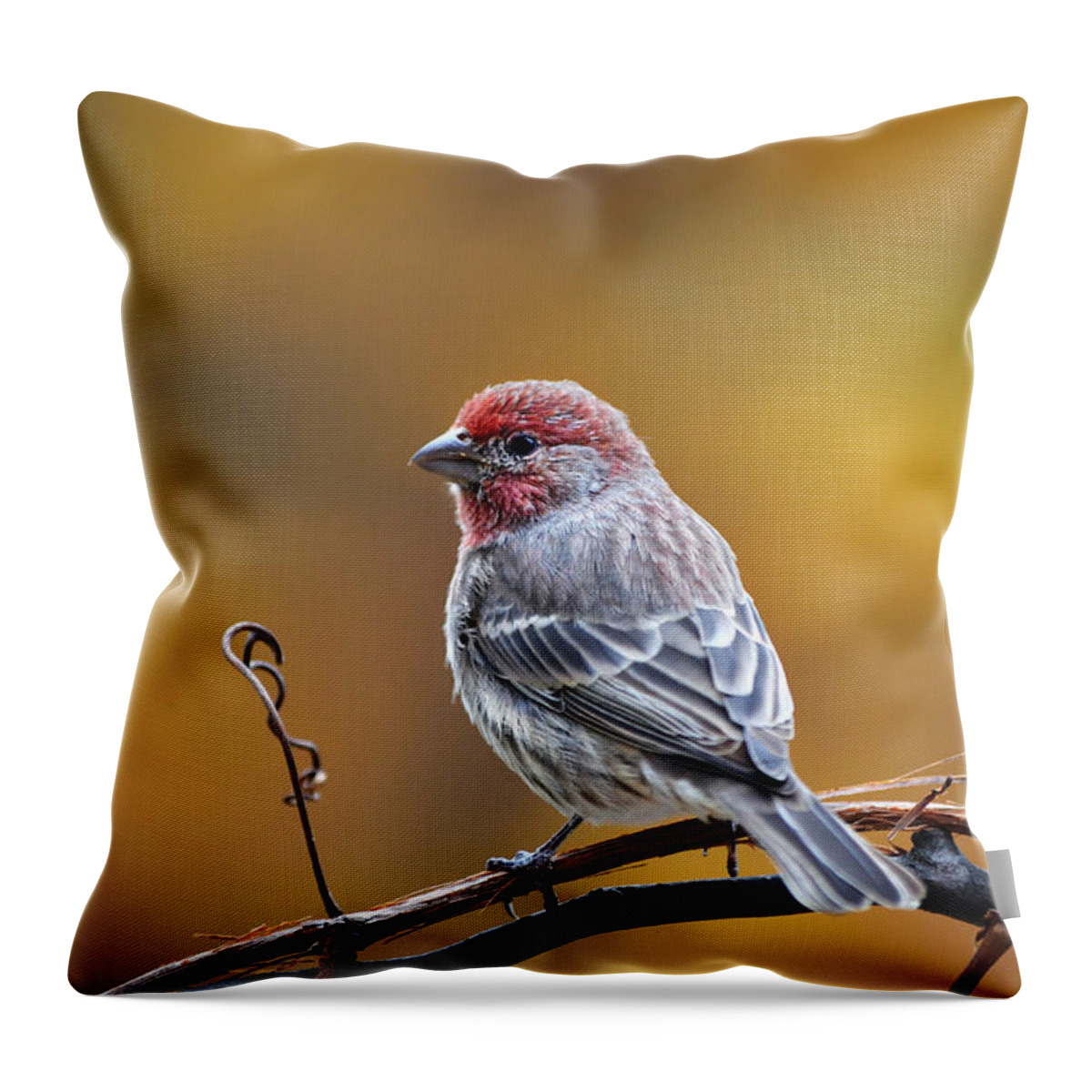 Bird Throw Pillow featuring the photograph Fall Finch by Christina Rollo