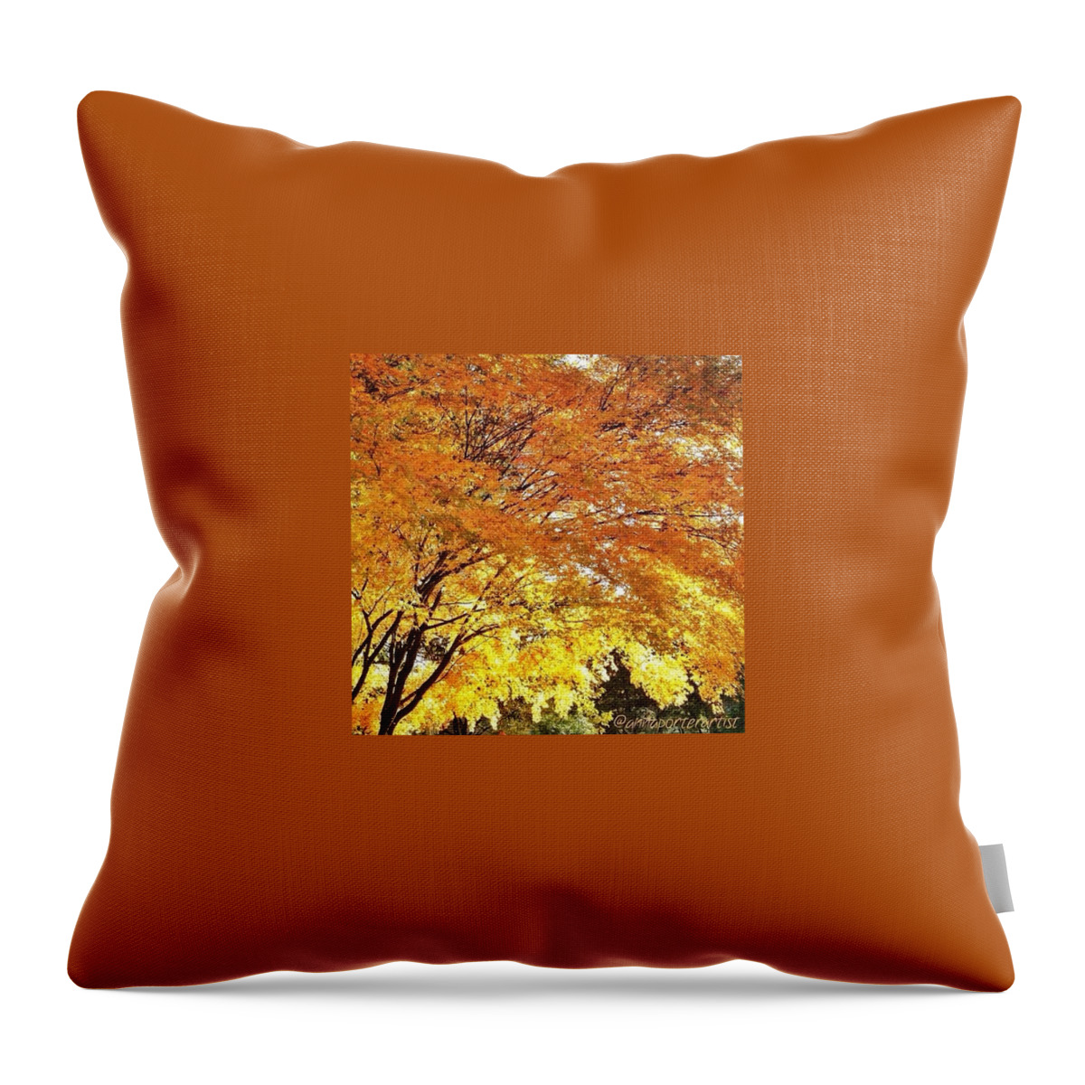 Trees Throw Pillow featuring the photograph Fall Maple Afternoon Light by Anna Porter