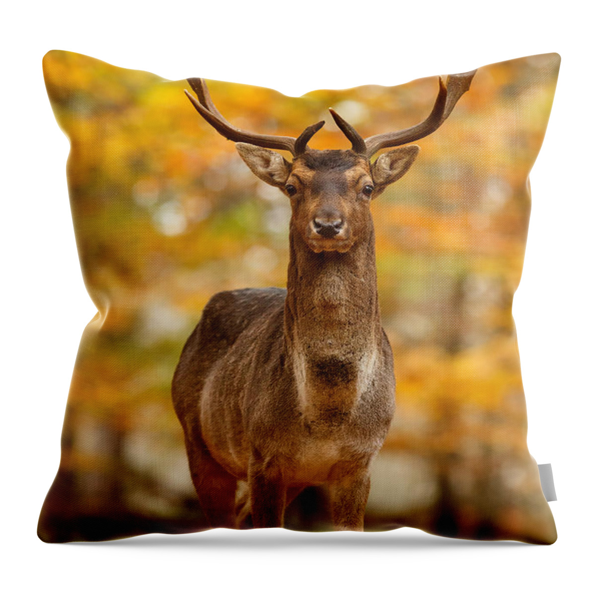 Fallow Deer Throw Pillow featuring the photograph Fallow Deer in Autumn Forest by Roeselien Raimond