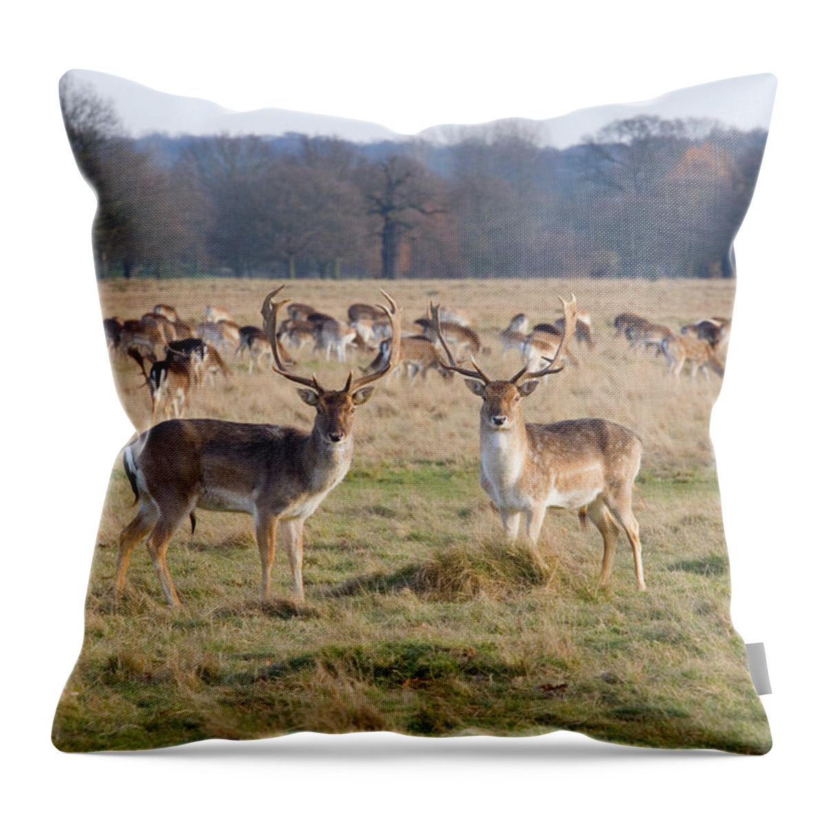 Grass Throw Pillow featuring the photograph Fallow Deer, Richmond, London, England by David C Tomlinson