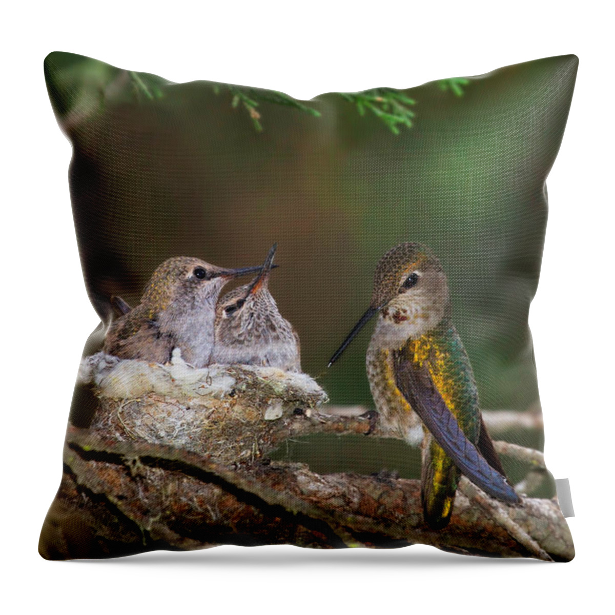 Hummingbird Throw Pillow featuring the photograph Family Love by Beth Sargent