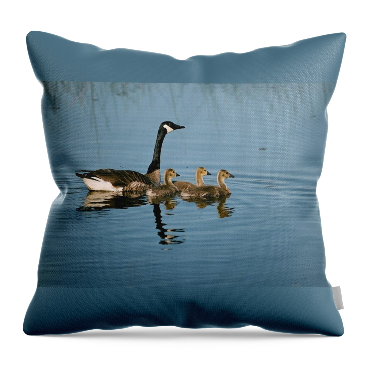 Canada Goose Throw Pillow featuring the photograph Family Outing by David Porteus