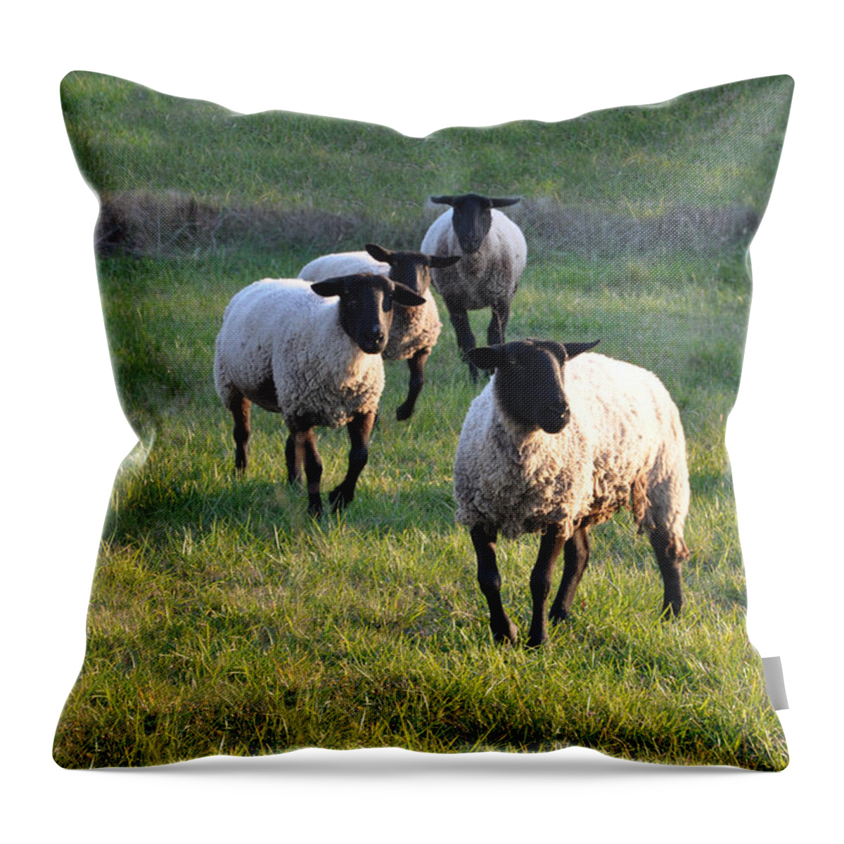 Animals Throw Pillow featuring the photograph Fancy Free by Jan Amiss Photography
