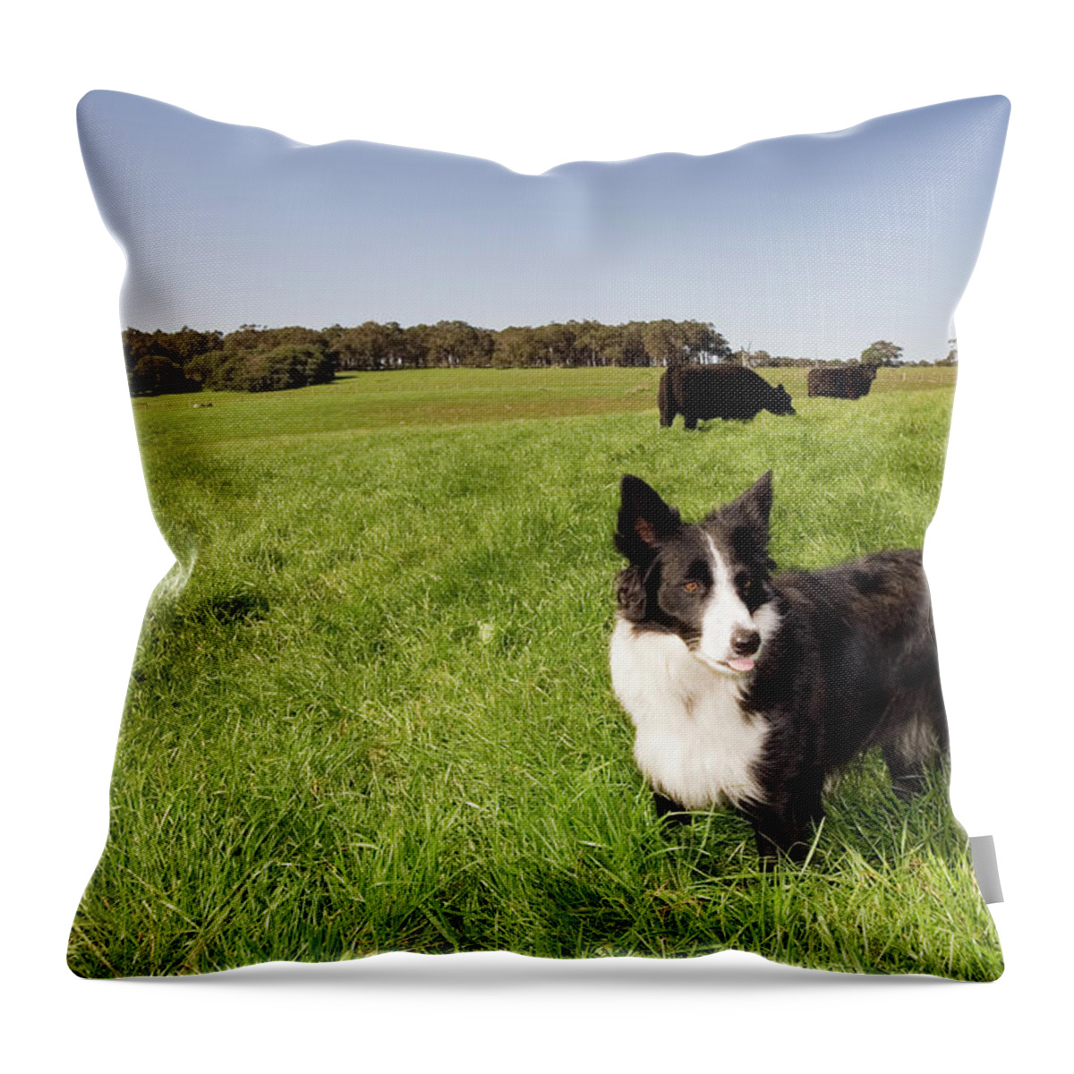 Pets Throw Pillow featuring the photograph Farm Dog by Tap10