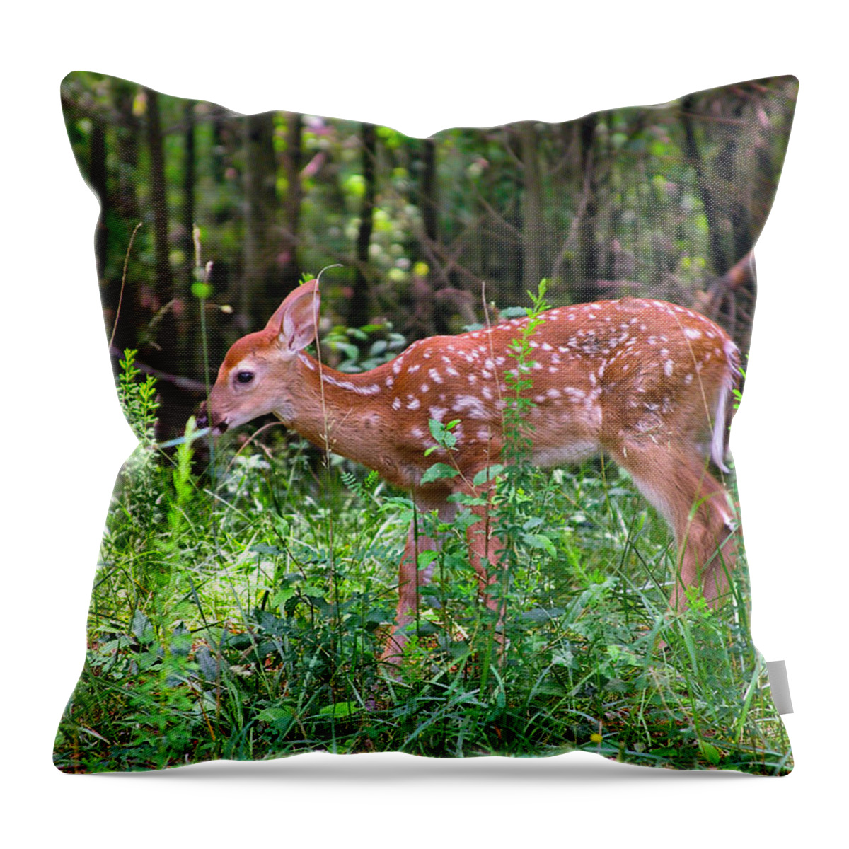 Fawn Throw Pillow featuring the photograph Fawn in Sunbeams by Mary Almond