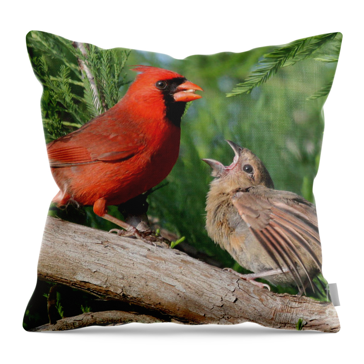 Northern Cardinal Throw Pillow featuring the photograph Feed Me - Northern Cardinals by Meg Rousher