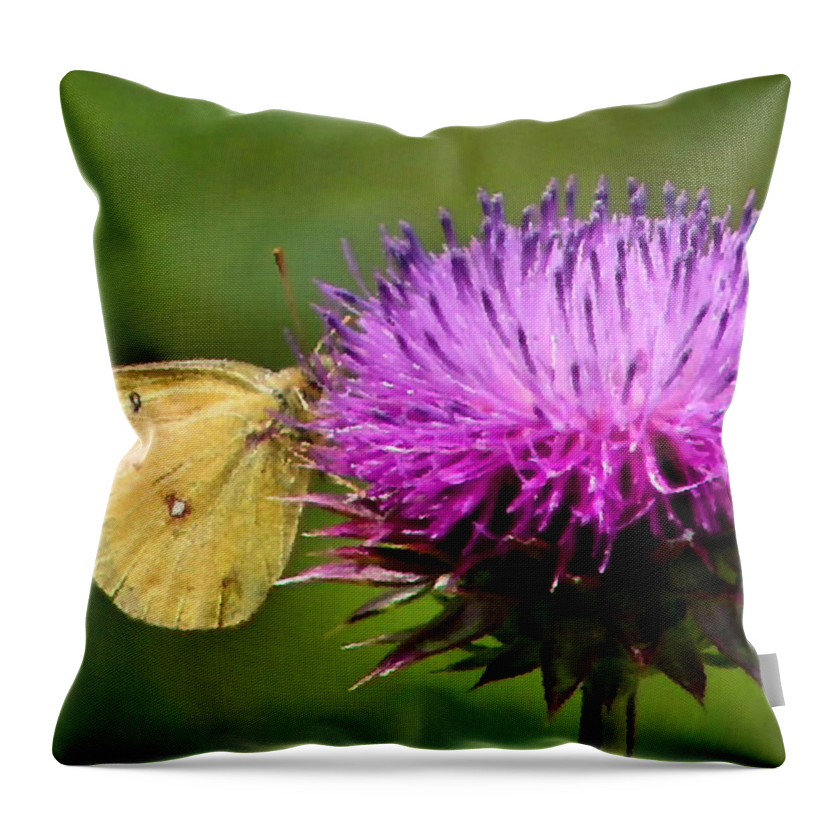 Sulfur Butterfly Throw Pillow featuring the photograph Feeding on Thistle by Kristin Elmquist