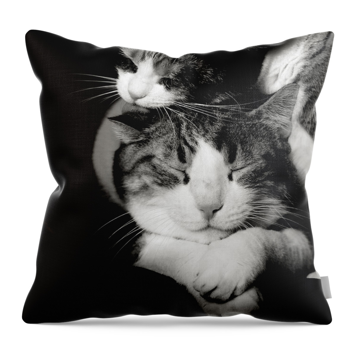 Cat Throw Pillow featuring the photograph Feline love by Laura Melis