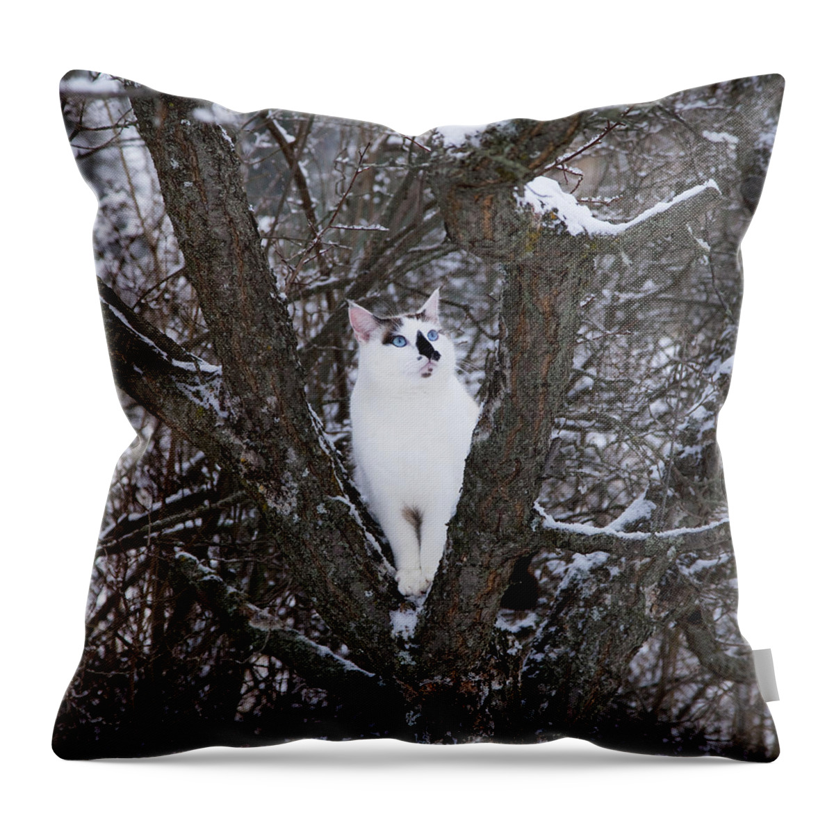 Cat Throw Pillow featuring the photograph Felis Silvestris Catus in Winter by Theresa Tahara