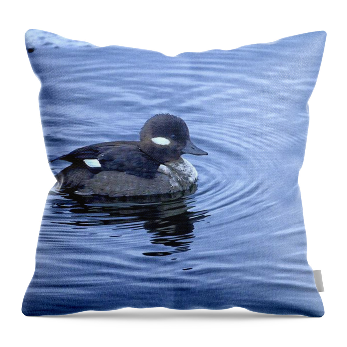 Water Throw Pillow featuring the photograph Female Bufflehead Duck by Constantine Gregory