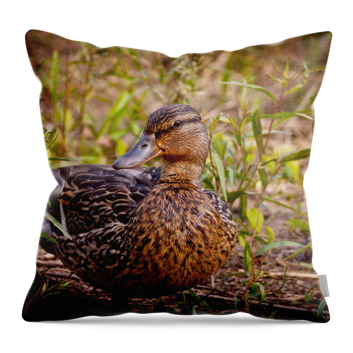 Female Throw Pillow featuring the photograph Female Mallard by Melinda Fawver