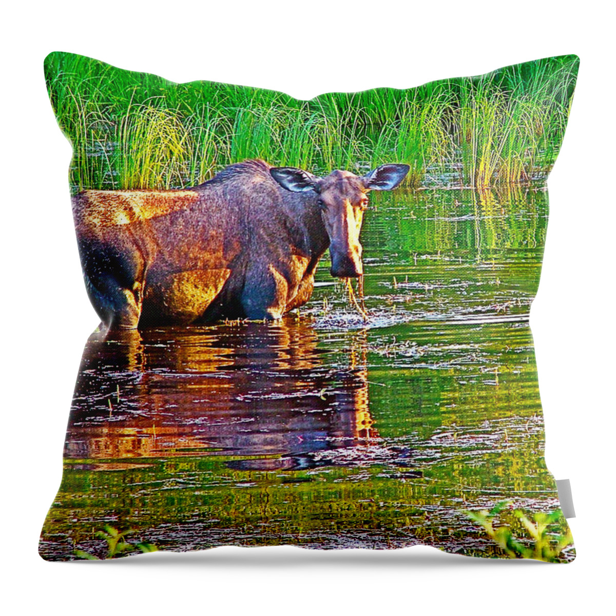 Female Moose Near Airport In Chicken Throw Pillow featuring the photograph Female Moose near Airport in Chicken-Alaska  by Ruth Hager