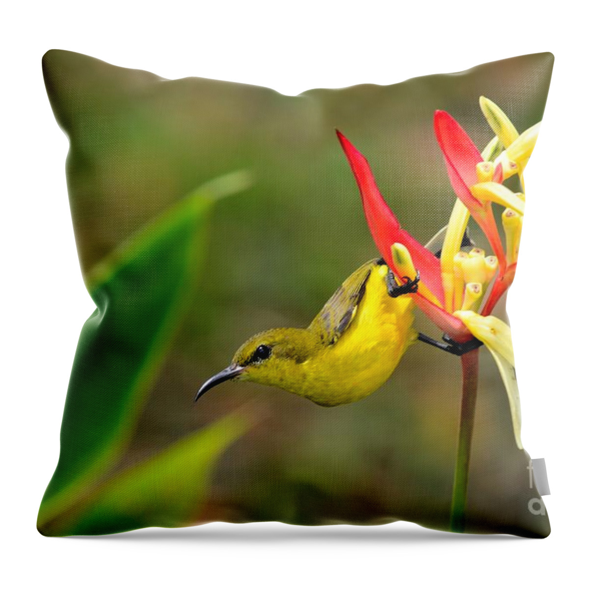 Yellow Throw Pillow featuring the photograph Female Olive Backed Sunbird clings to Heliconia plant flower Singapore by Imran Ahmed