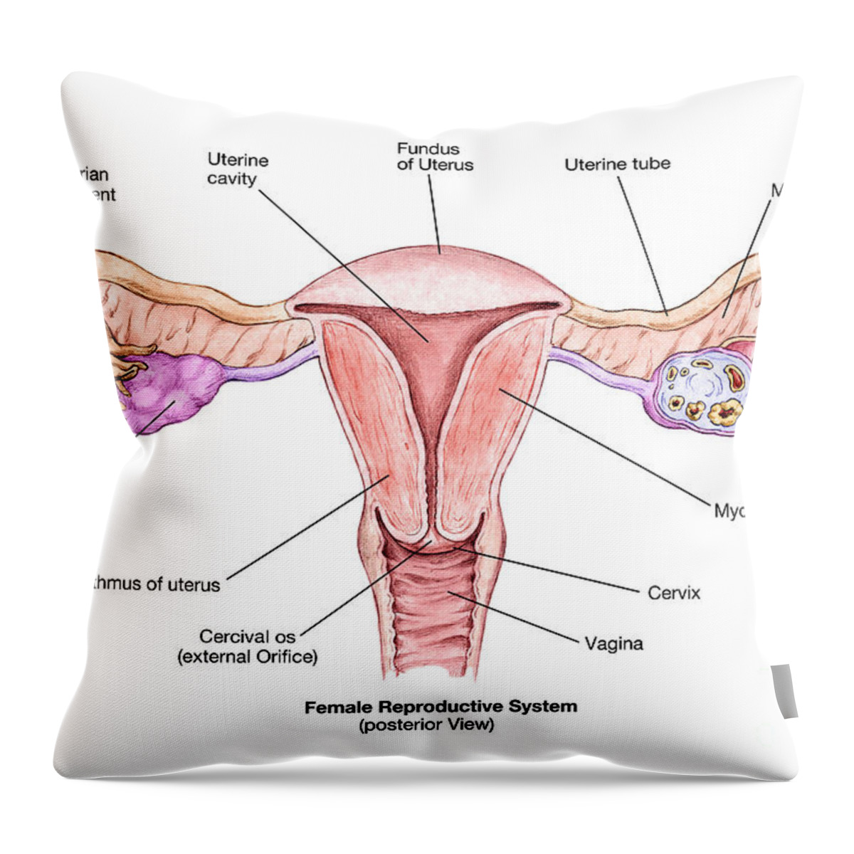 Science Throw Pillow featuring the photograph Female Reproductive System by Spencer Sutton
