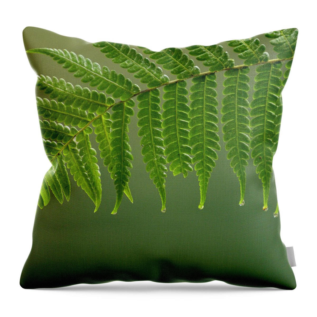 00210468 Throw Pillow featuring the photograph Fern Frond With Drip Tips by Pete Oxford