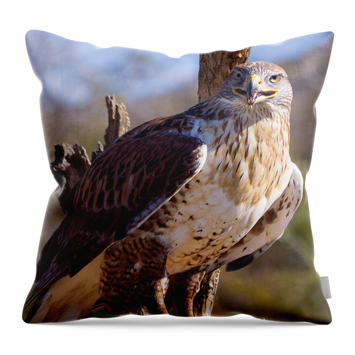 Ferruginous Hawk Throw Pillow featuring the photograph Ferruginous Hawk by Kathleen Bishop