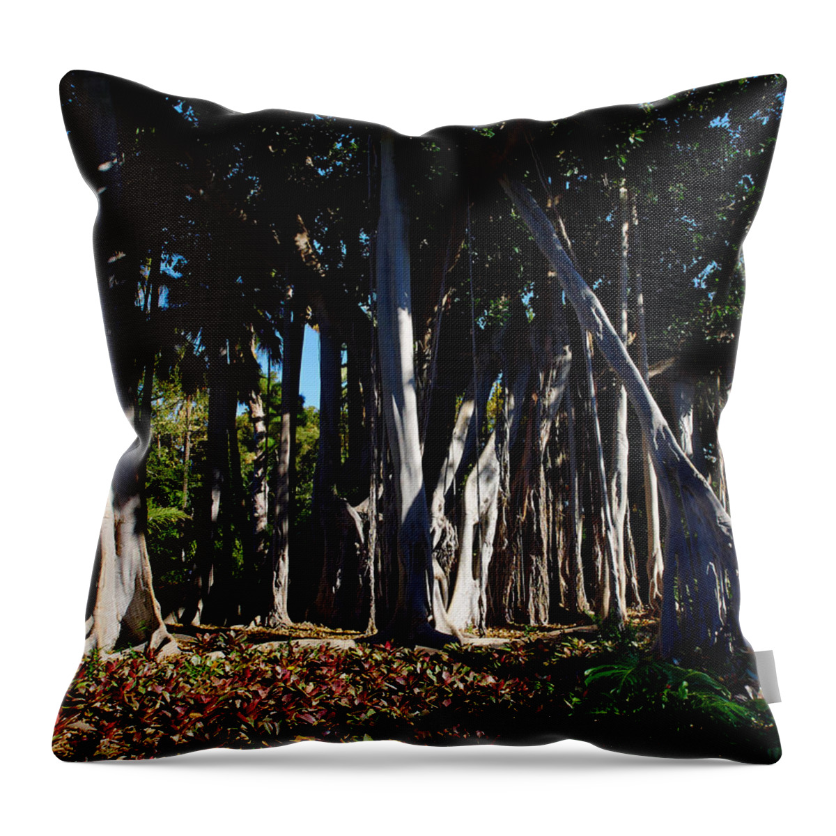 Atlantic Ocean Throw Pillow featuring the photograph Ficus macrophylla columnaris by Jouko Lehto