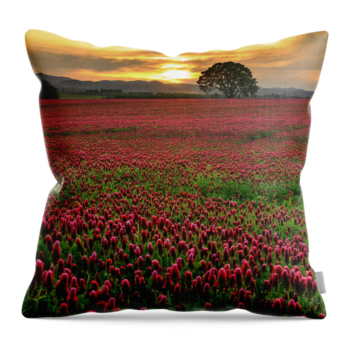 Scenics Throw Pillow featuring the photograph Field Of Crimson Clover With Lone Oak by Jason Harris