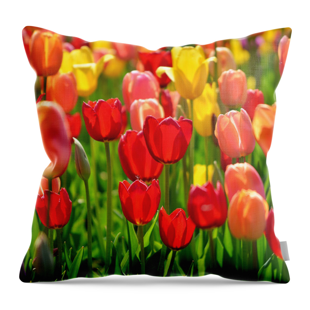 North Holland Throw Pillow featuring the photograph Field Of Red And Yellow Tulips by Photo By Ira Heuvelman-dobrolyubova