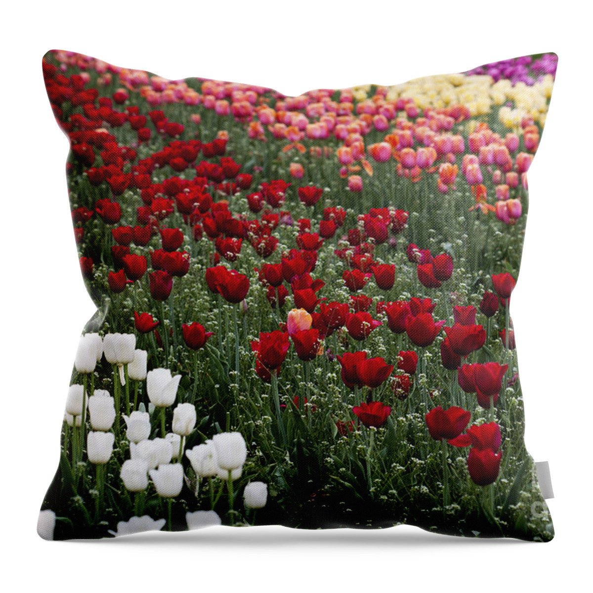 Tulips Throw Pillow featuring the photograph Field of Tulips by Patty Colabuono