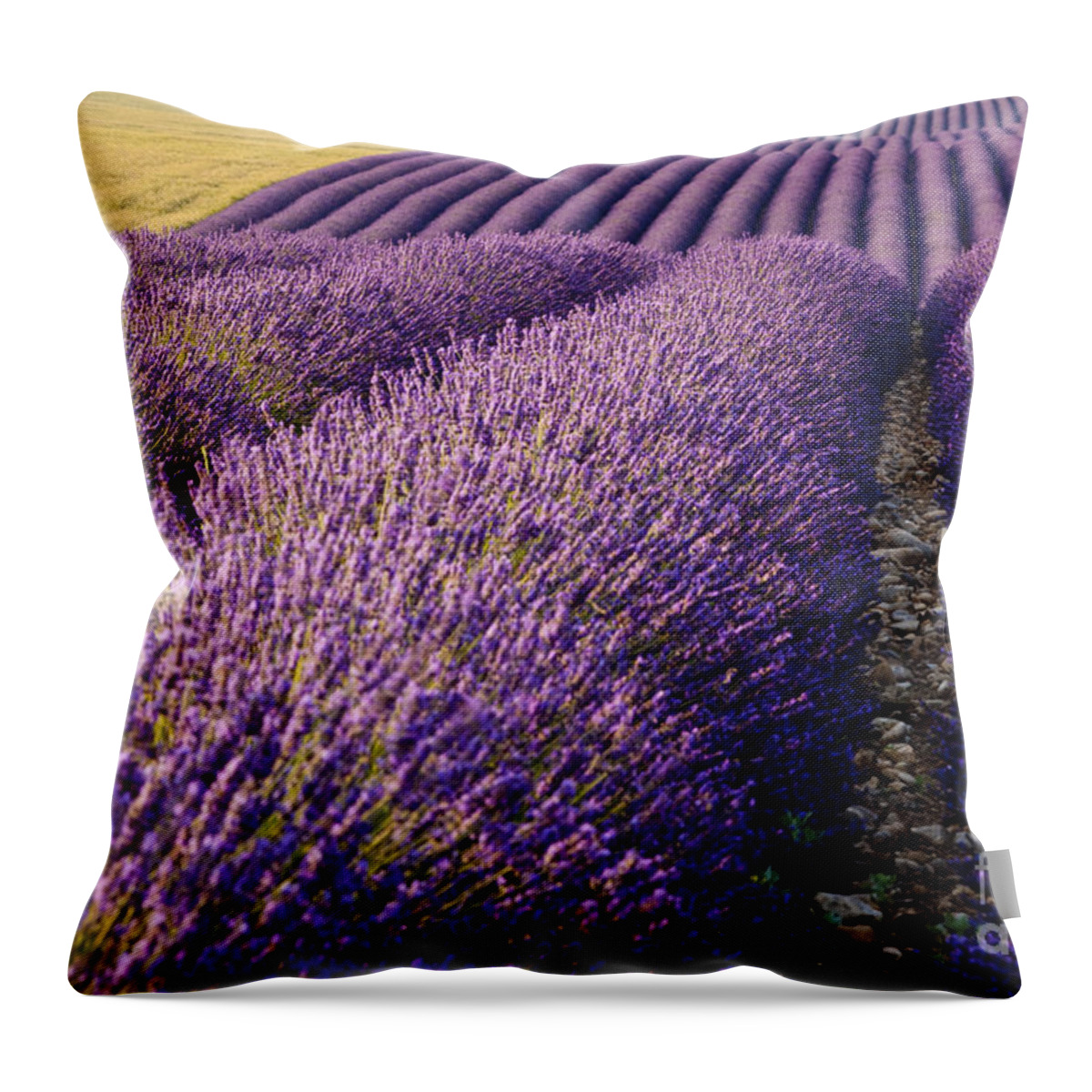 Lavender Throw Pillow featuring the photograph Fields of Lavender by Brian Jannsen