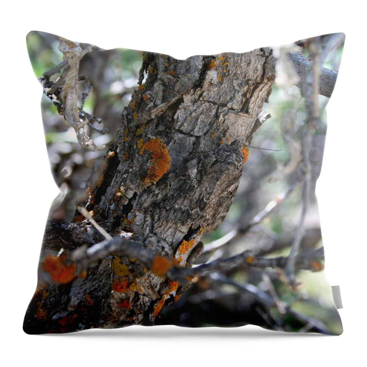 Moth Throw Pillow featuring the photograph Find the Moth by Ric Bascobert