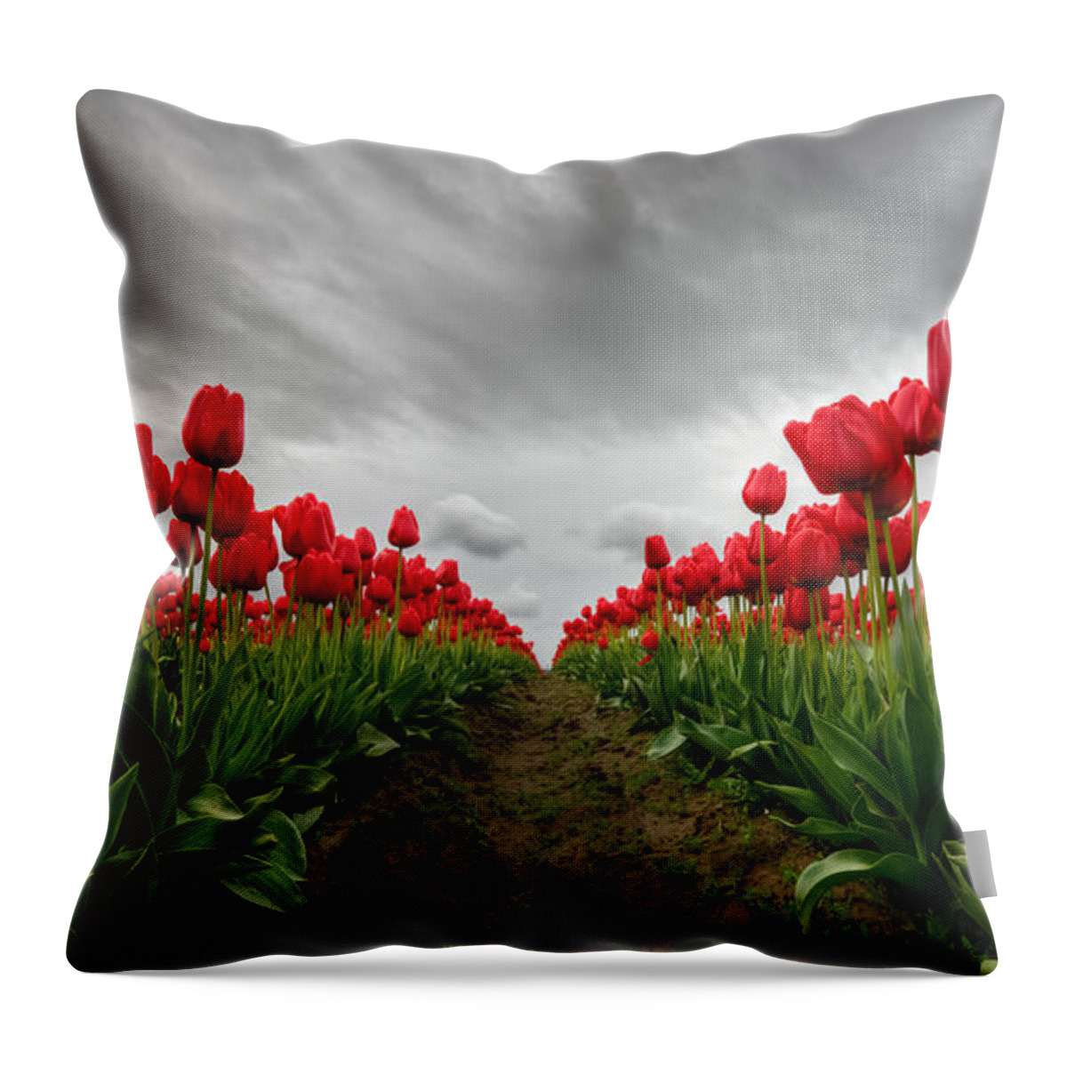 Tulips Throw Pillow featuring the photograph Fire and the Sky by Dan Mihai