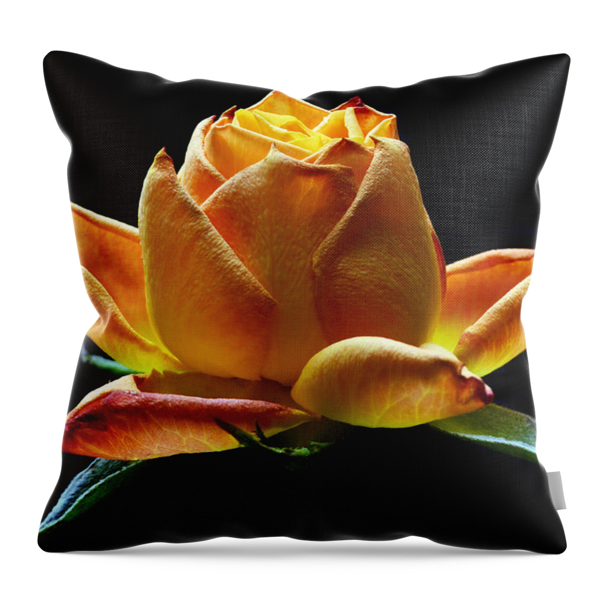 Rose Throw Pillow featuring the photograph Fire Rose by Terence Davis