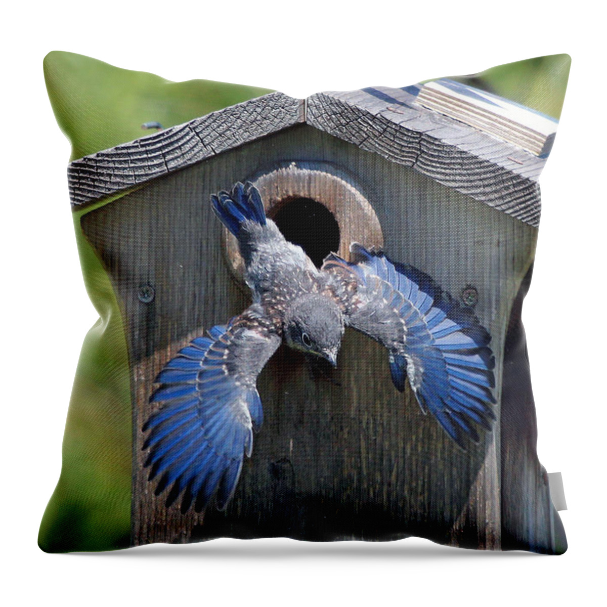 Bluebird Throw Pillow featuring the photograph First Flight by Jackson Pearson