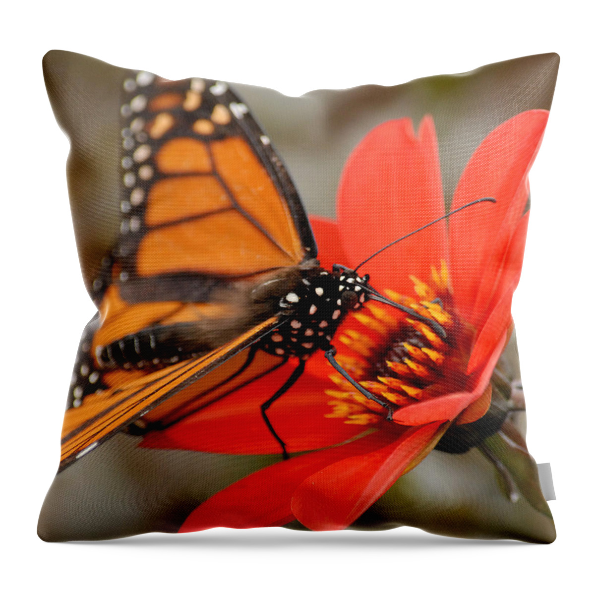Nature Throw Pillow featuring the photograph First Monarch by Lena Wilhite
