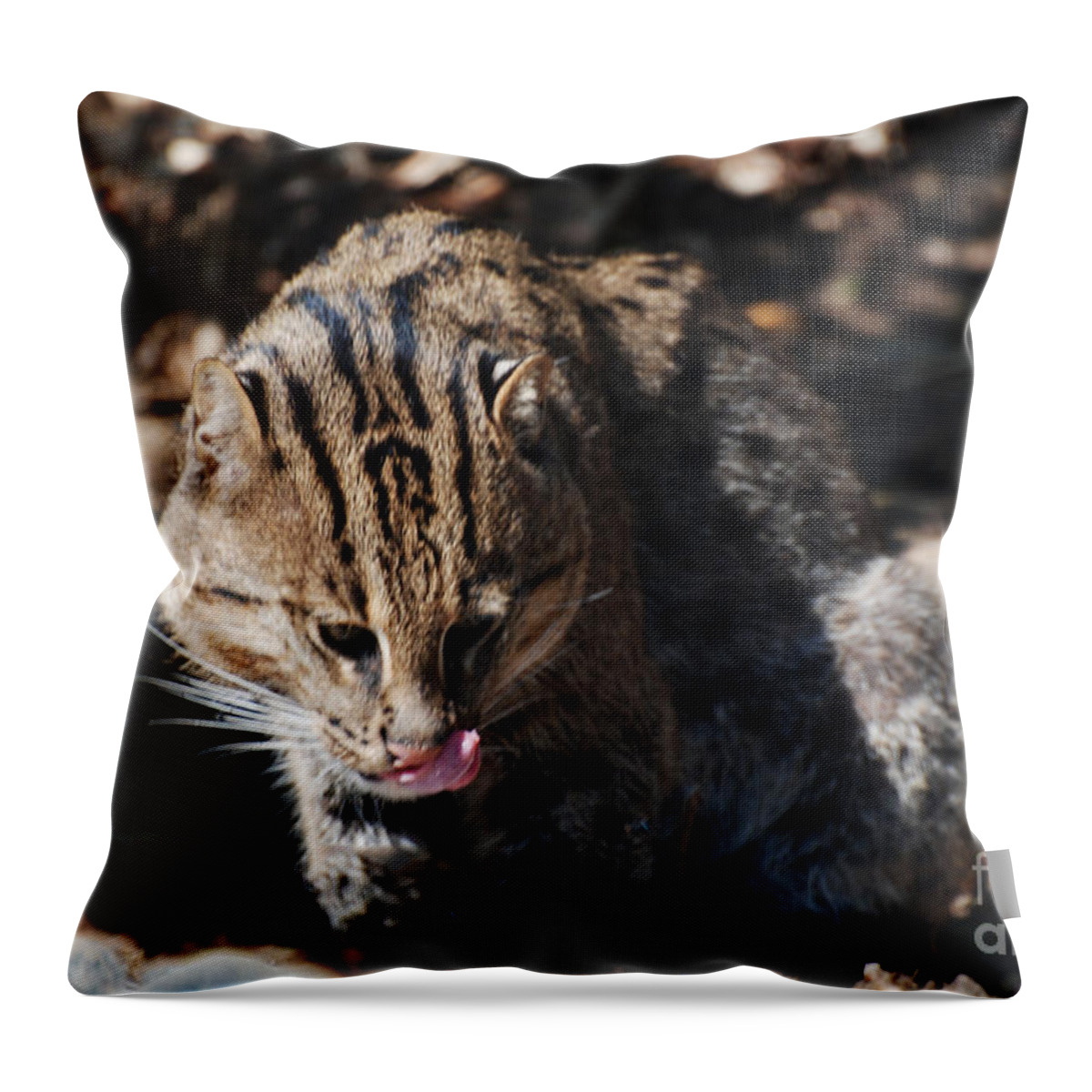 Fishing Cat Throw Pillow featuring the photograph Fishing Cat by DejaVu Designs