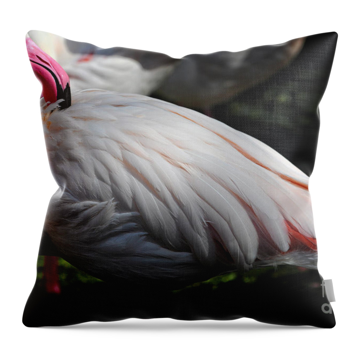 Flamingo Art Throw Pillow featuring the photograph Flamingo Beauty by Constance Woods