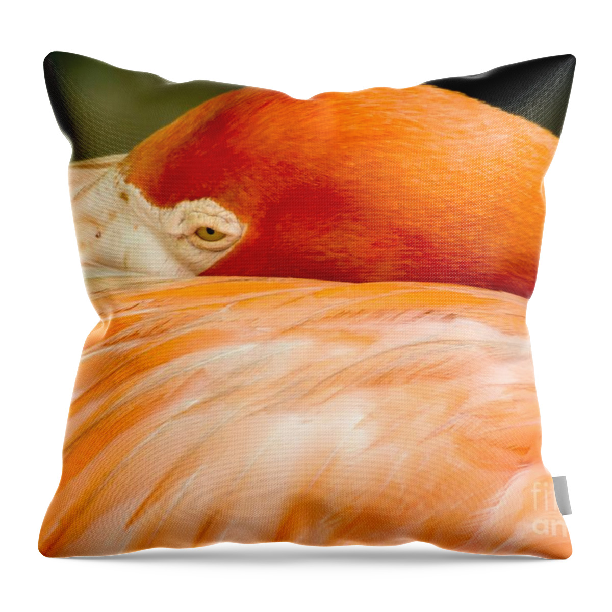 Flamingo Throw Pillow featuring the photograph Flamingo Napping by Sabrina L Ryan