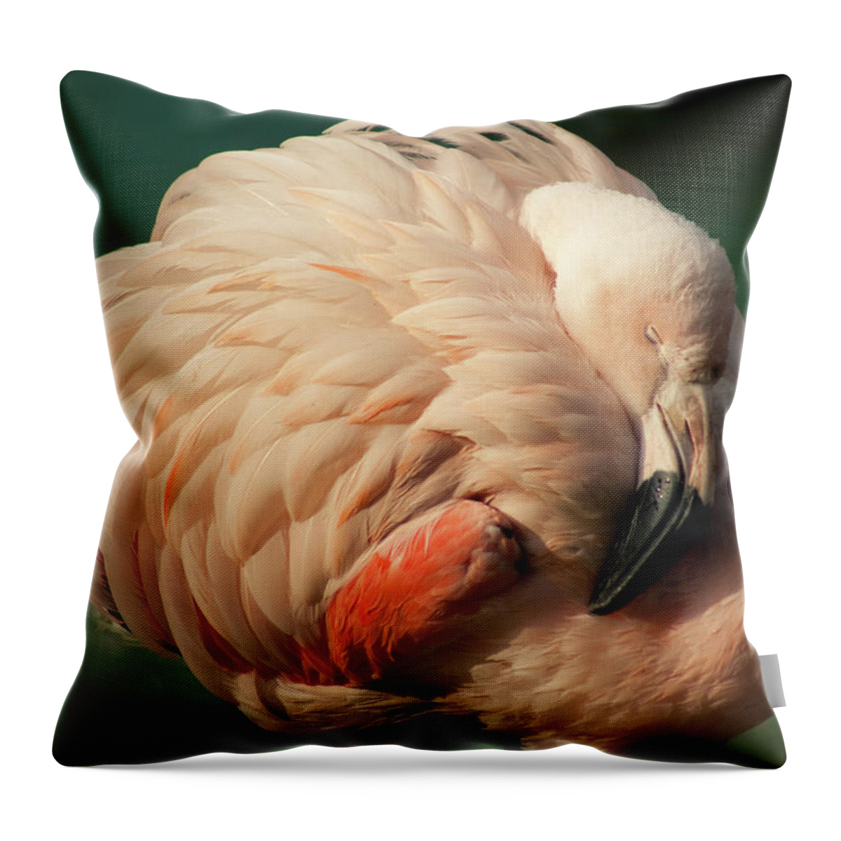 Catalonia Throw Pillow featuring the photograph Flamingo Sleeping With Sunny Day by Artur Debat