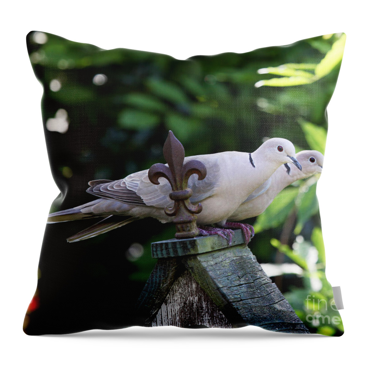 Dove Bird Photography Throw Pillow featuring the photograph Fleur De Lis Dove Love by Luana K Perez