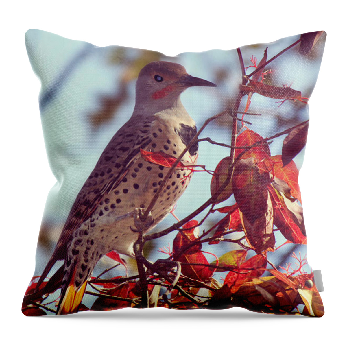 Northern Flicker Throw Pillow featuring the photograph Flicker in Autumn by Melanie Lankford Photography