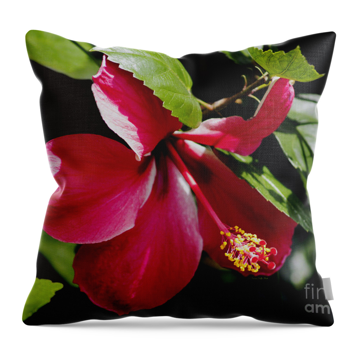 Flower Photography Throw Pillow featuring the photograph Flirting by Patricia Griffin Brett