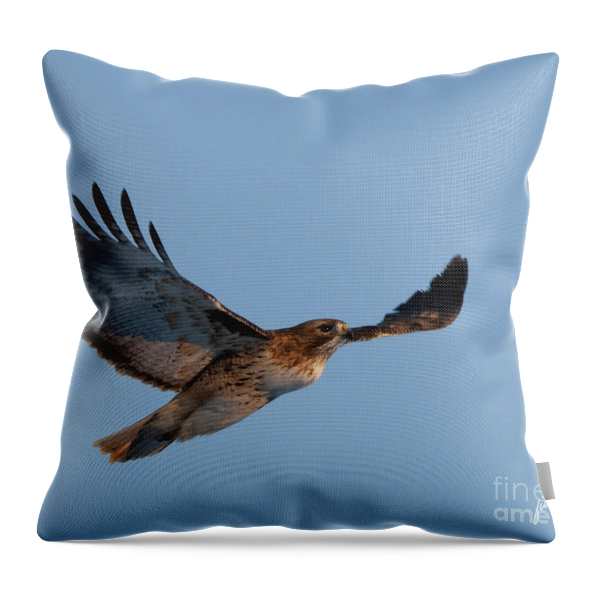 Red Tail Hawk Throw Pillow featuring the photograph Floating on the wind by Bon and Jim Fillpot