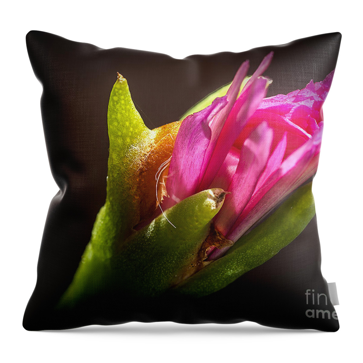 Canna Lily Throw Pillow featuring the photograph Floral Glove by Barry Weiss