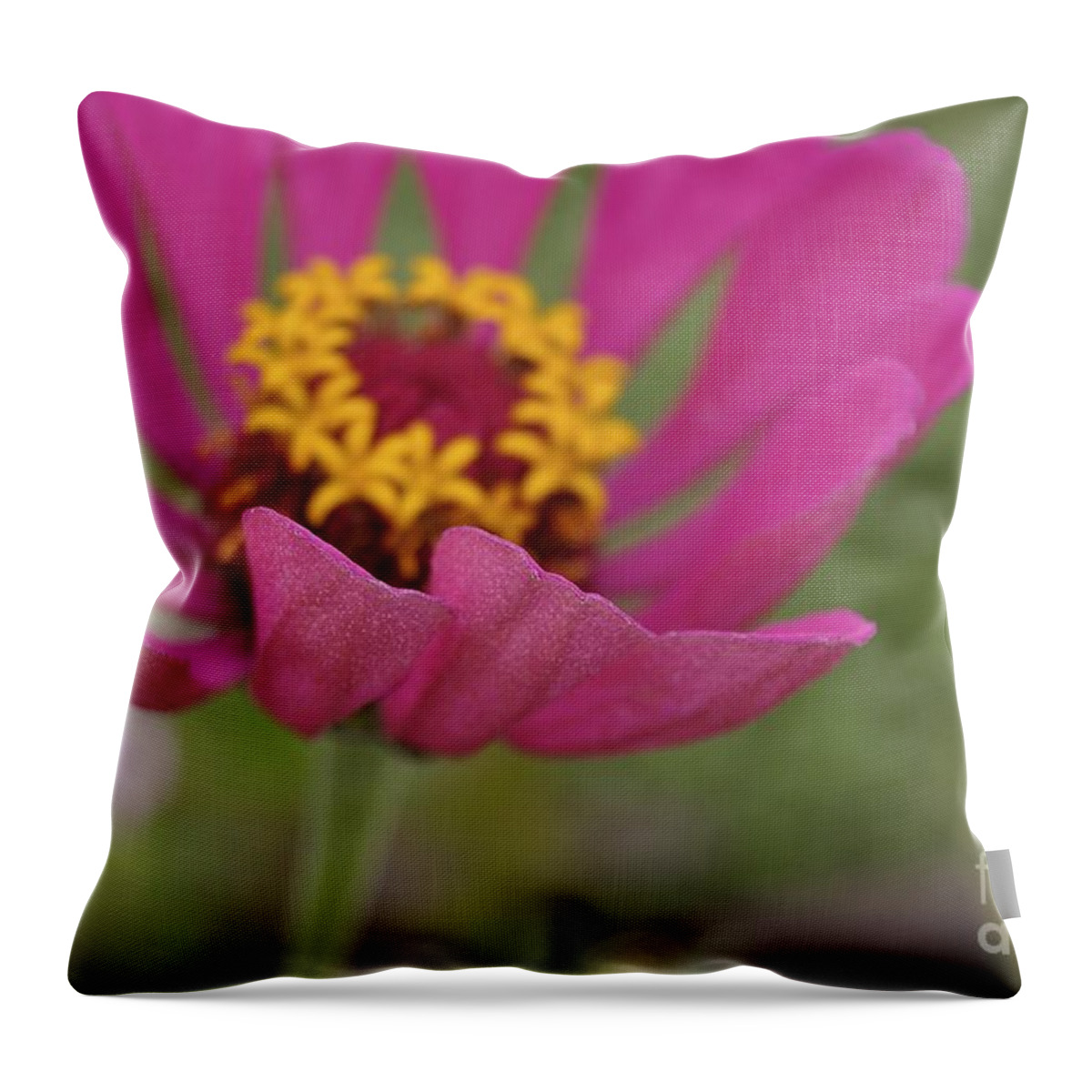 Zinnia Closeup Throw Pillow featuring the photograph Floral Hug by Chris Fleming