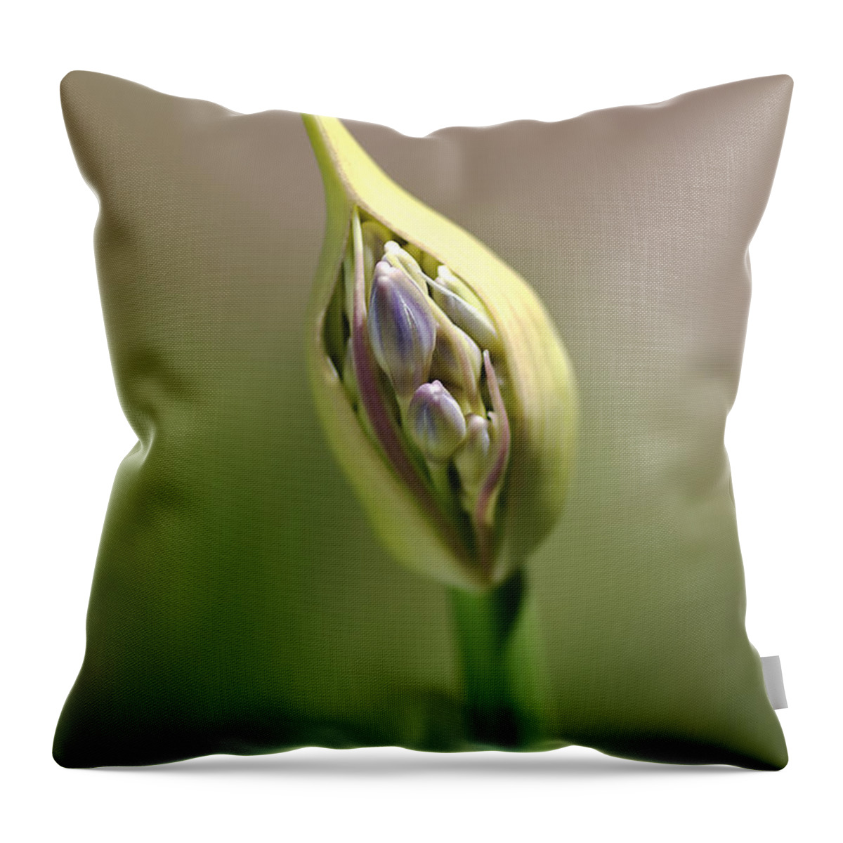 Lily Of The Nile Throw Pillow featuring the photograph Flower-agapanthus-bud by Joy Watson