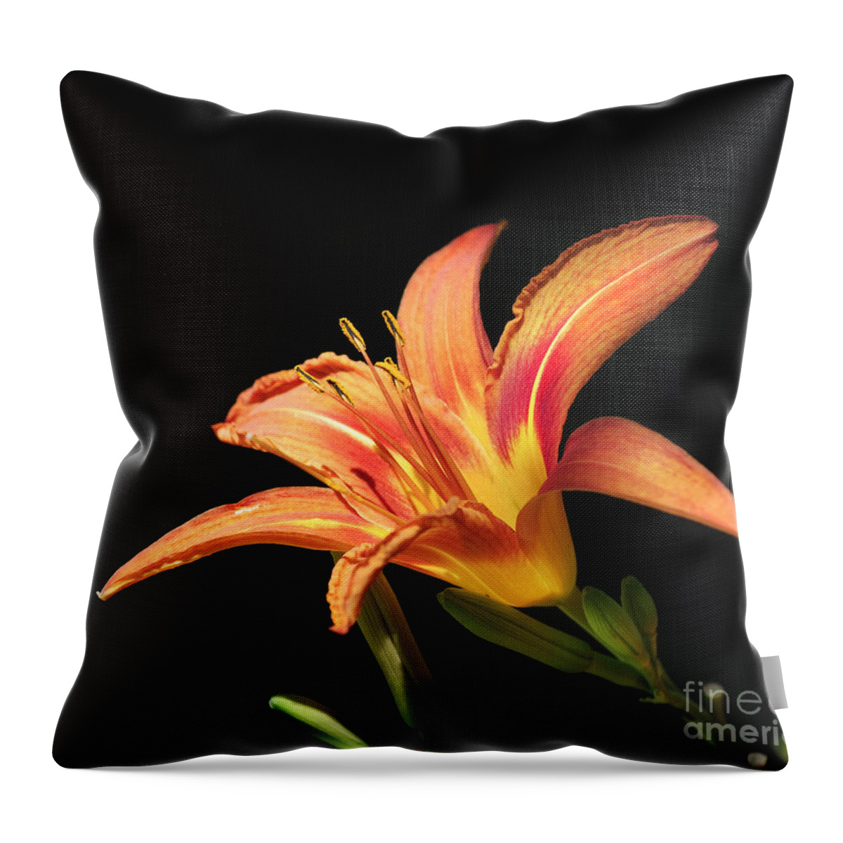 Lily Throw Pillow featuring the photograph Flower on black background by Jelena Jovanovic