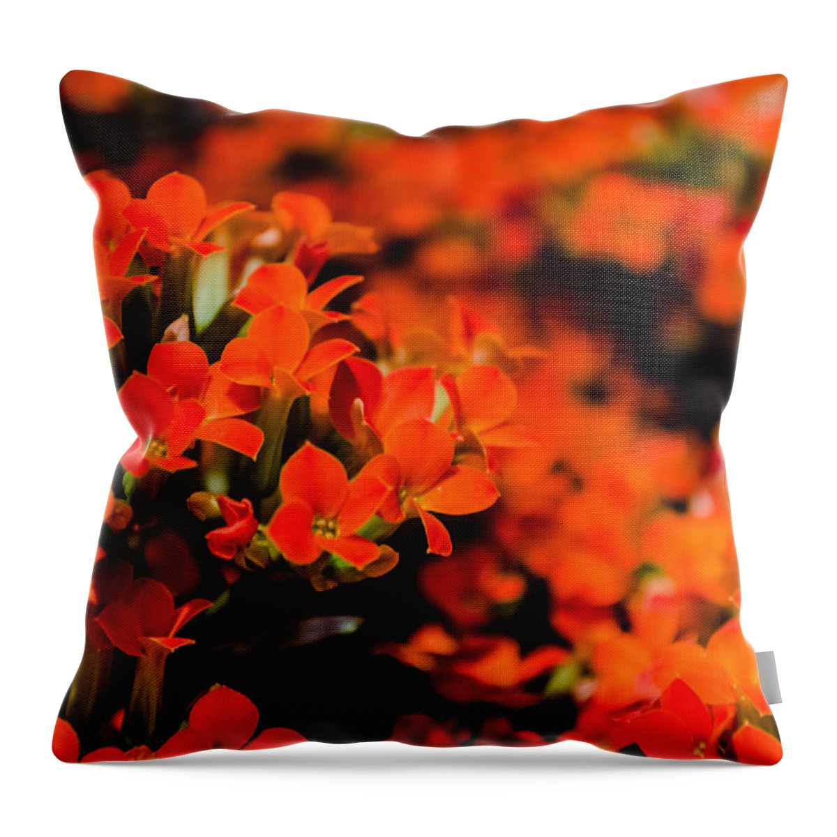 1855mm Throw Pillow featuring the photograph Flower Macro 1 by Alan Marlowe