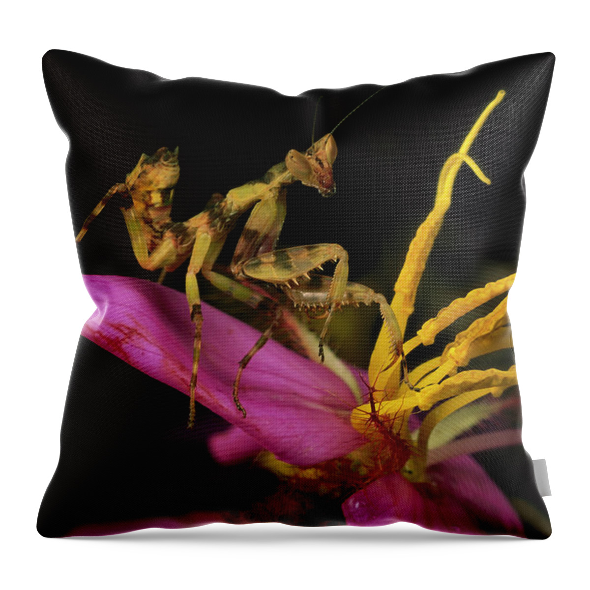 00750980 Throw Pillow featuring the photograph Flower Mantis Nymph by Mark Moffett