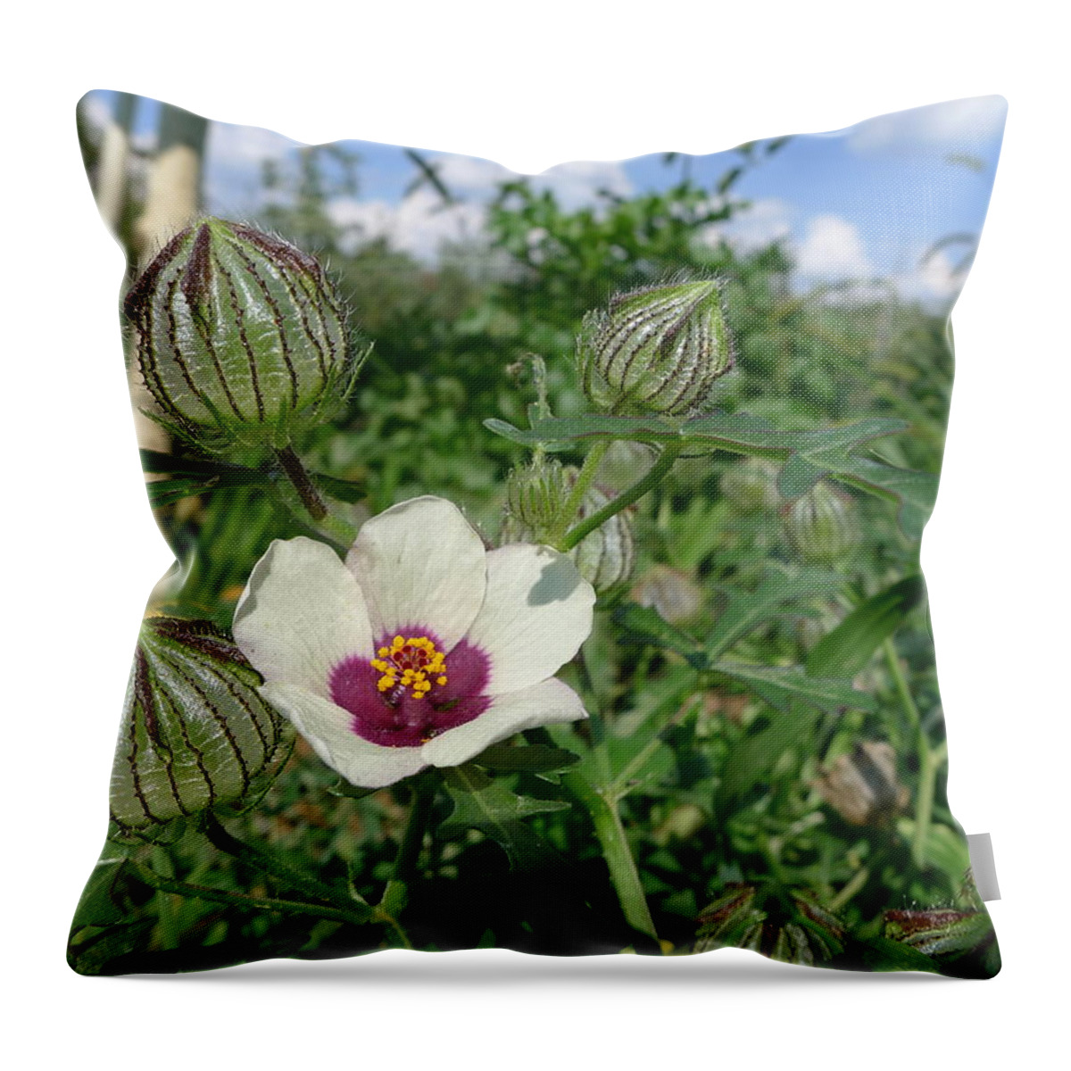 Orchard Throw Pillow featuring the photograph Flower of an Hour by Richard Reeve