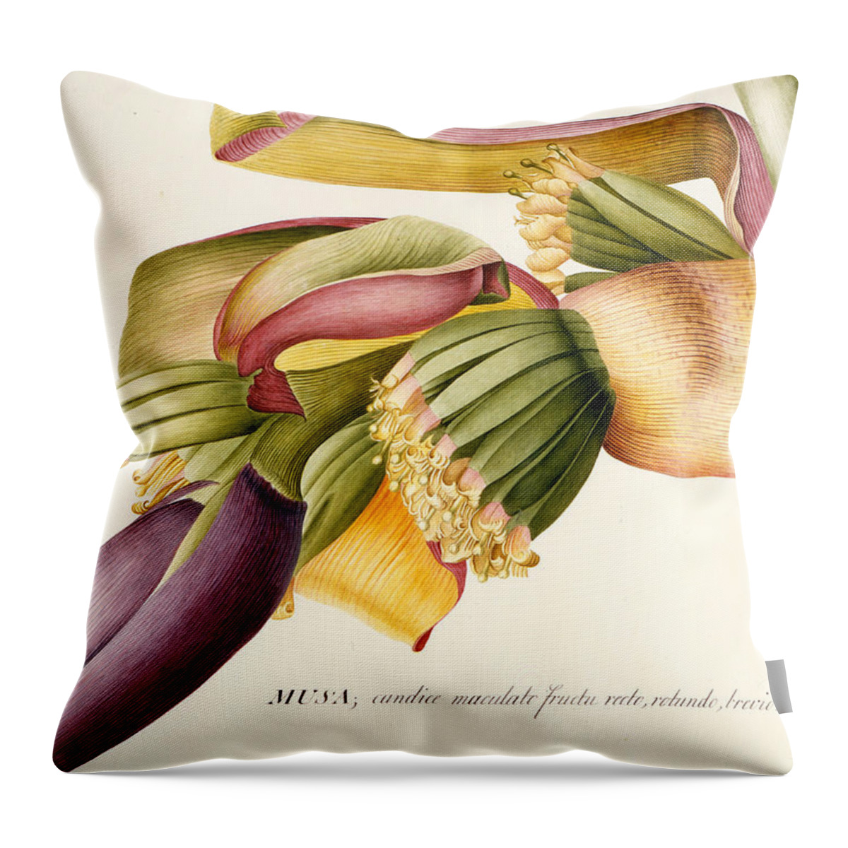 Ehret Throw Pillow featuring the painting Flower of the Banana Tree by Georg Dionysius Ehret