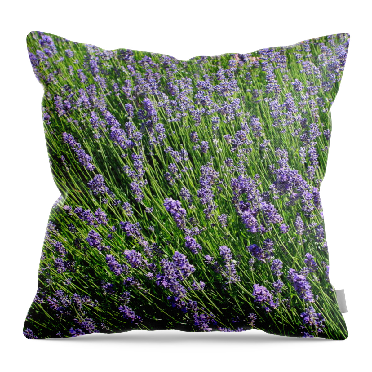 Abundance Throw Pillow featuring the photograph Flowering lavender by Ulrich Kunst And Bettina Scheidulin